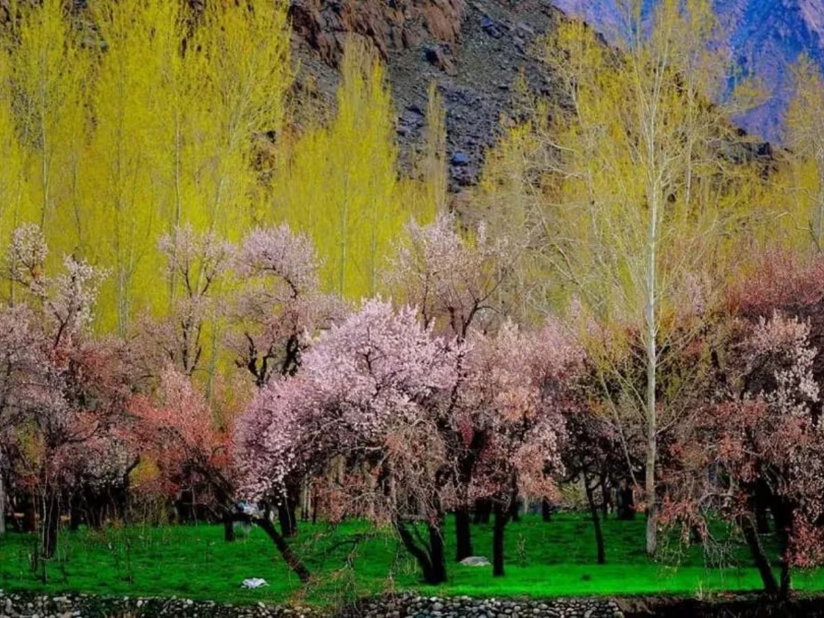 April 2026 Travel Guide: रंग-बिरंगे फूलों की बहार! अप्रैल में जरूर देखें ये 6 खूबसूरत फ्लावर फेस्टिवल - Photo Gallery