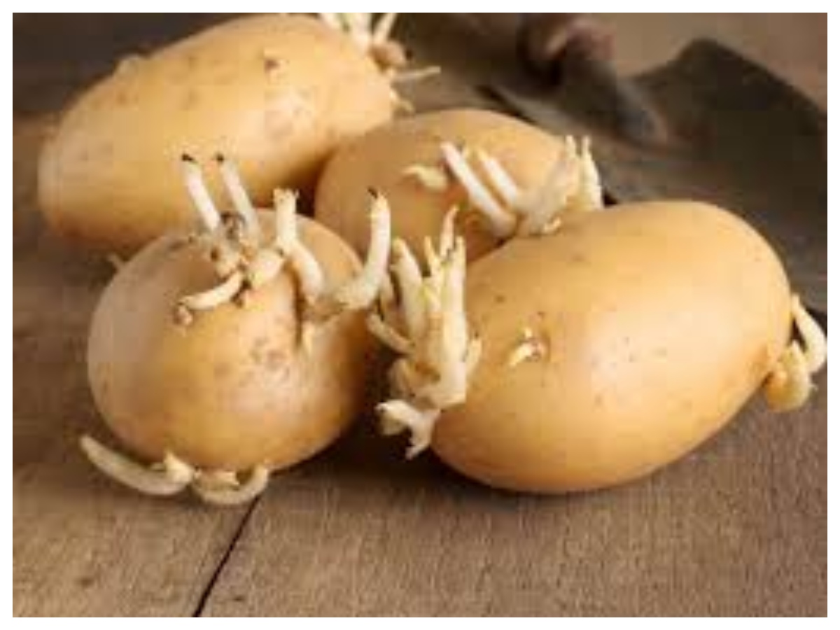 Ankurit aloo ke nuksan: अंकुरित आलू में छिपा है जहर! खाने से पहले जान लें ये जरूरी बातें - Photo Gallery