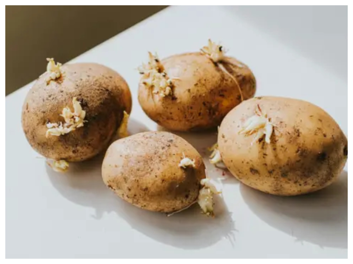Ankurit aloo ke nuksan: अंकुरित आलू में छिपा है जहर! खाने से पहले जान लें ये जरूरी बातें - Photo Gallery