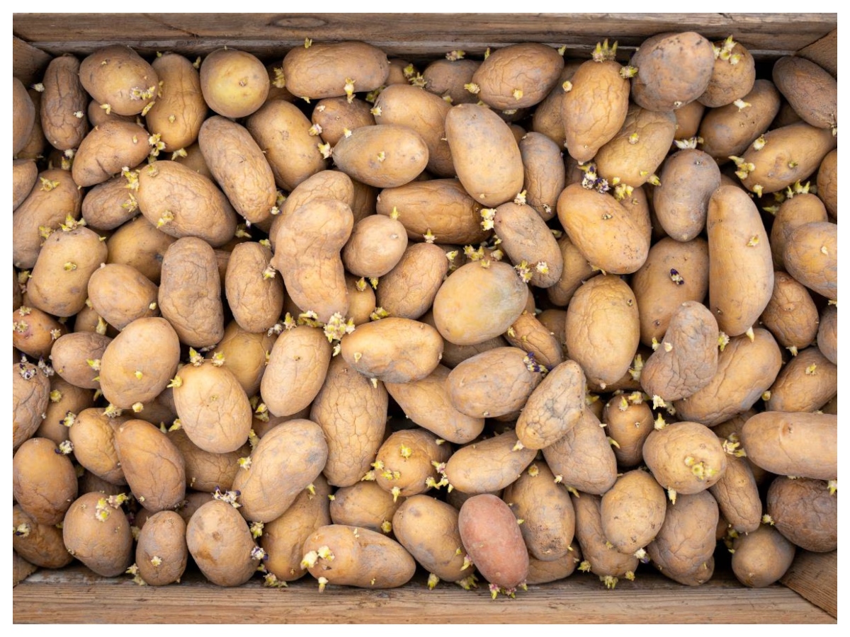 Ankurit aloo ke nuksan: अंकुरित आलू में छिपा है जहर! खाने से पहले जान लें ये जरूरी बातें - Photo Gallery