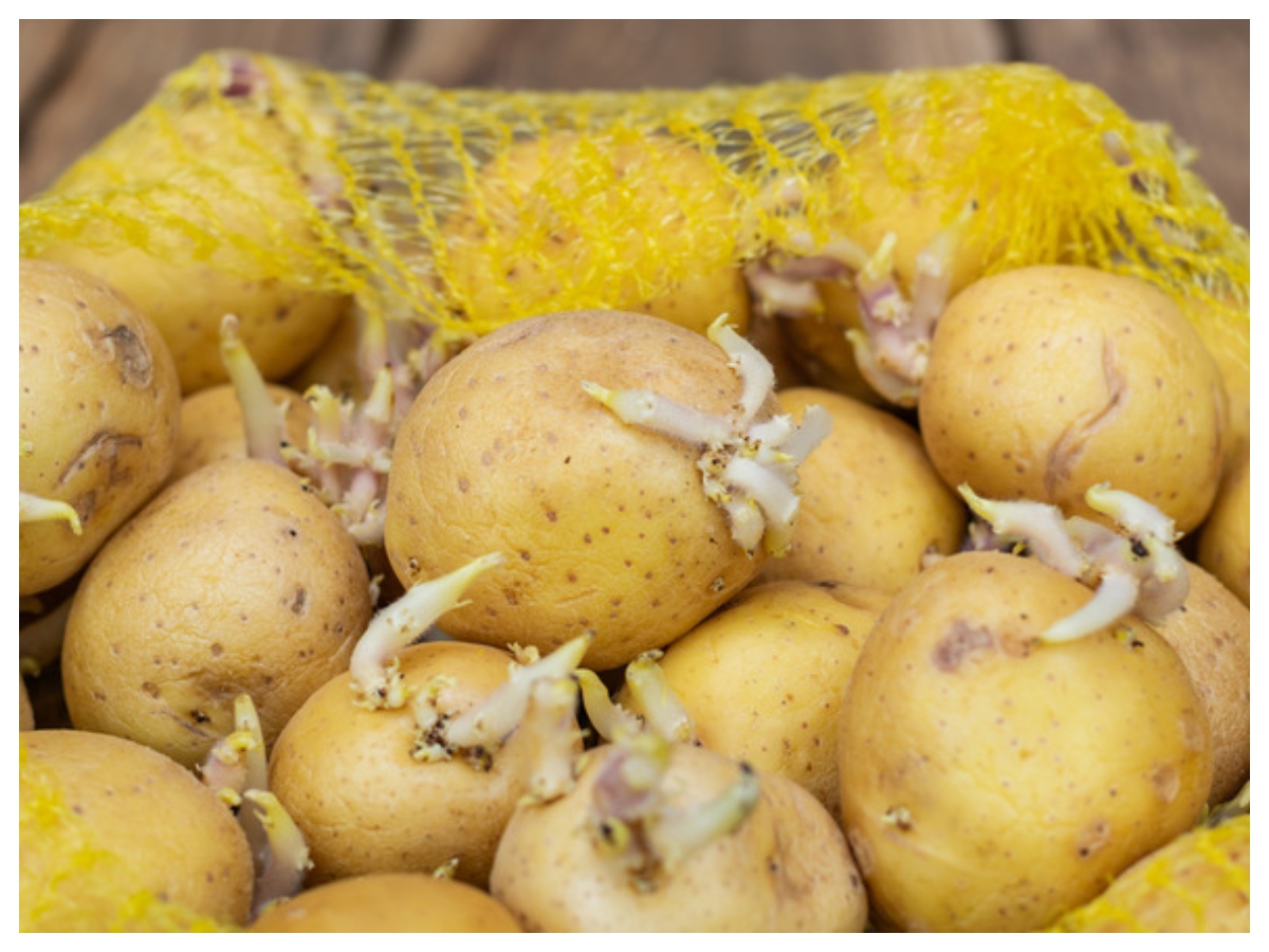 Ankurit aloo ke nuksan: अंकुरित आलू में छिपा है जहर! खाने से पहले जान लें ये जरूरी बातें - Photo Gallery