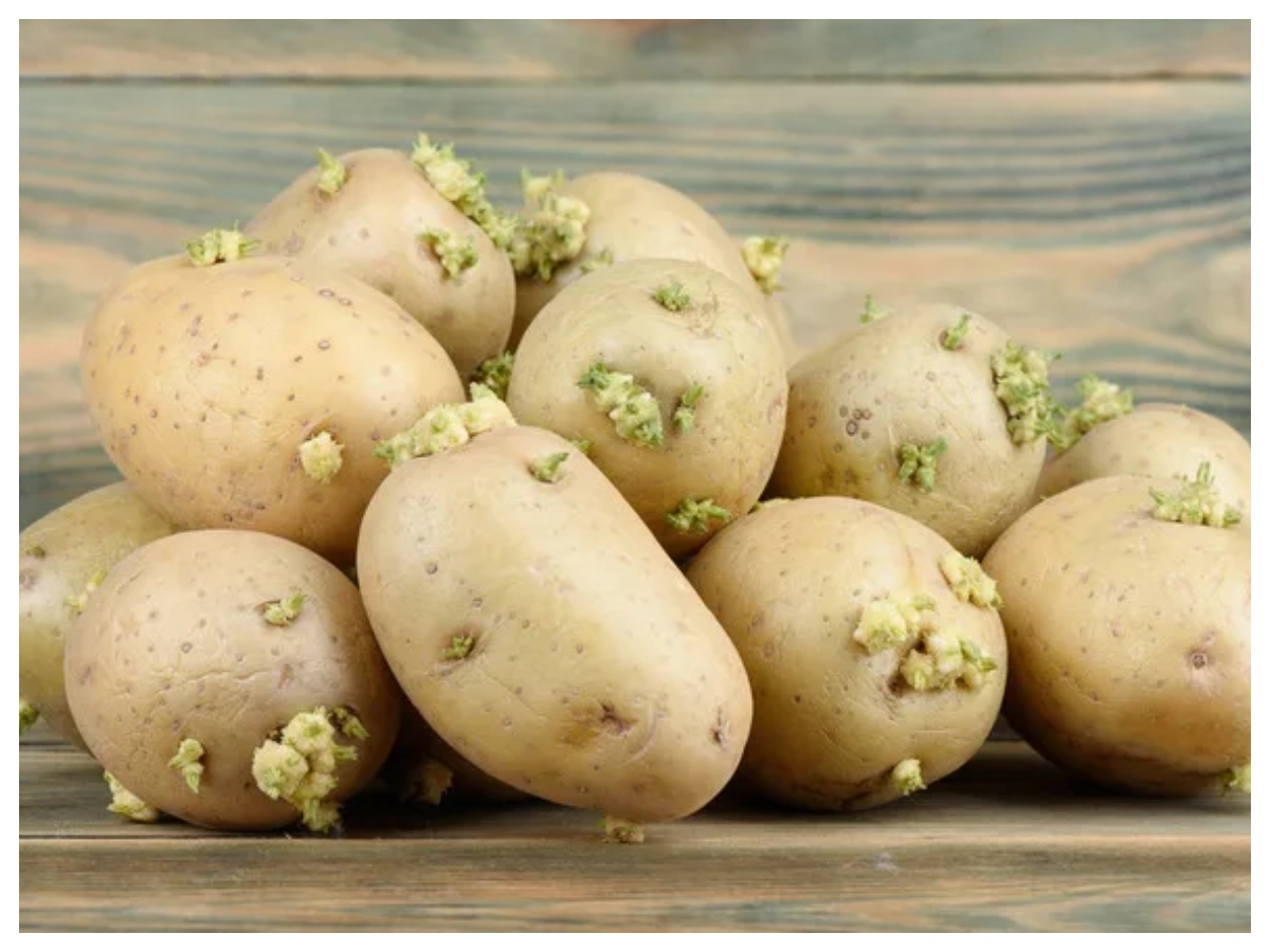 Ankurit aloo ke nuksan: अंकुरित आलू में छिपा है जहर! खाने से पहले जान लें ये जरूरी बातें - Photo Gallery