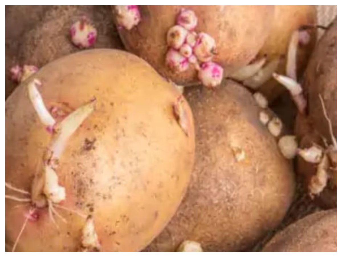 Ankurit aloo ke nuksan: अंकुरित आलू में छिपा है जहर! खाने से पहले जान लें ये जरूरी बातें - Photo Gallery