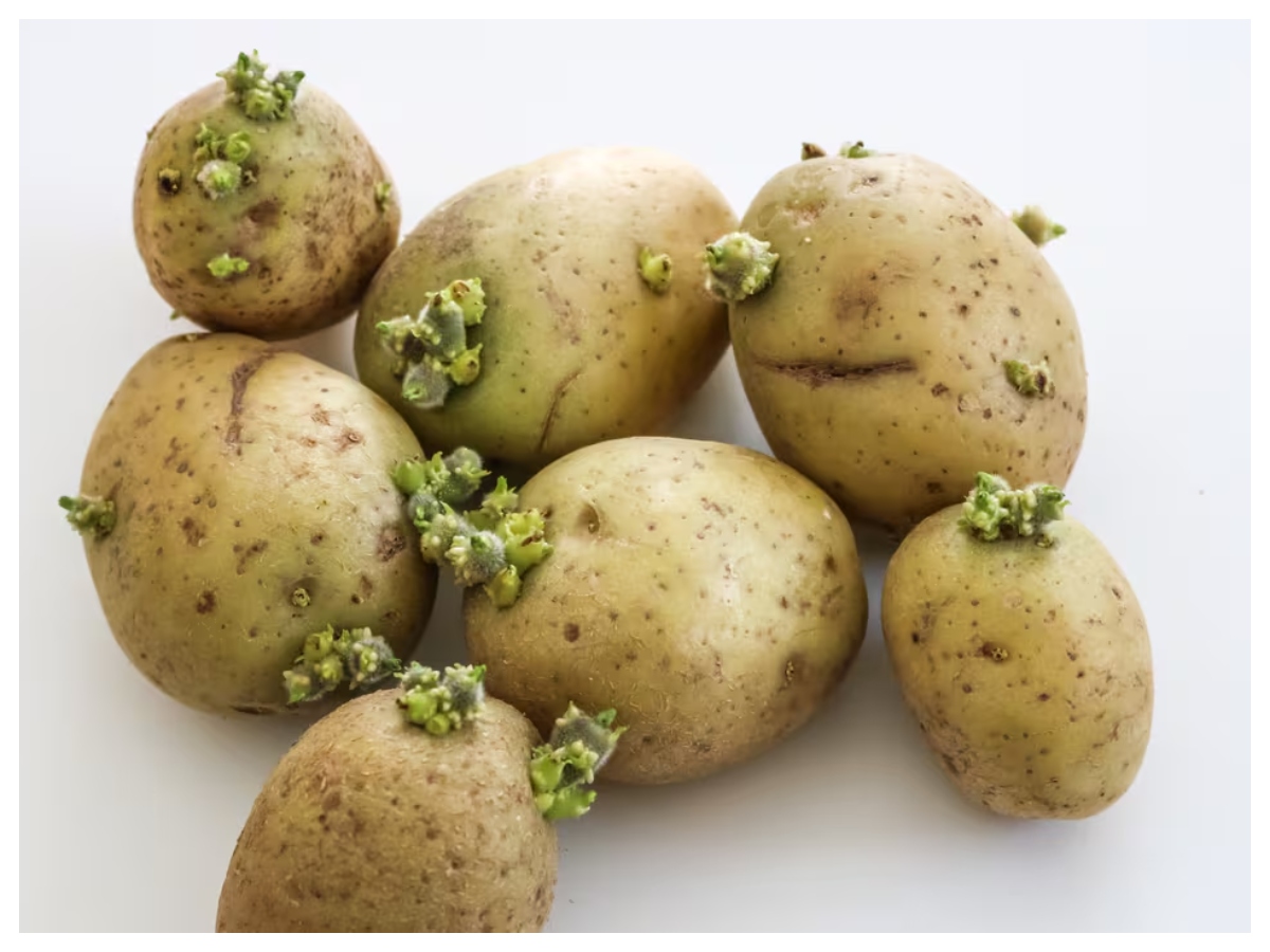 Ankurit aloo ke nuksan: अंकुरित आलू में छिपा है जहर! खाने से पहले जान लें ये जरूरी बातें - Photo Gallery